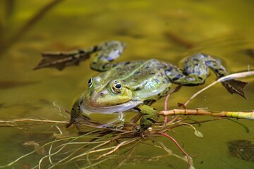 Frog on a small local pond in srping