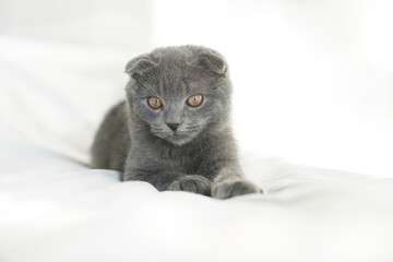 Little cute grey scotish kitty lie on the white be and look at the camera. Portrait of kitten, close up