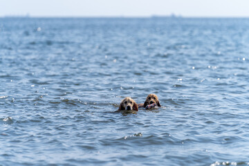 Fototapeta premium 稲毛海浜公園／ゴールデンレトニエル