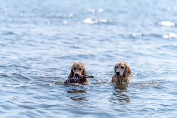 Fototapeta premium 稲毛海浜公園／ゴールデンレトニエル