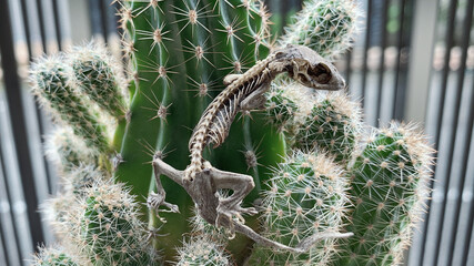 A mummified lizard on a cactus.