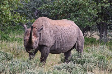 Fototapeta premium African Black Rhino in Etosha National Park in Namibia in the early morning