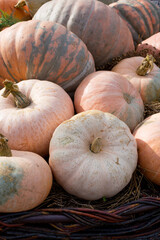 a pile of pumpkins of different colors and sizes lies on the straw.