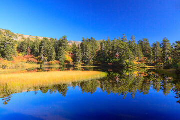大雪高原温泉沼めぐりの紅葉（緑沼）