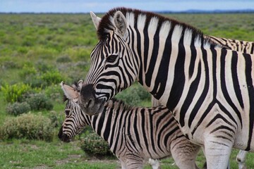 Fototapeta na wymiar Zebras in Etosha National Park in Namibia