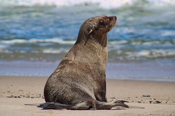 Cape Cross Seal Nature Reserve at Skeleton Coast National Park in Namibia