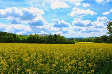 A field of blossoming rape plants in spring in Bavaria