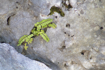 Roccia fiorita