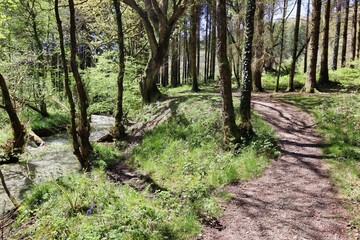 Woodland trail through woods public footpath next to stream river