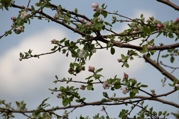 Stocks of Trees and Clovers and Maple Seedlings