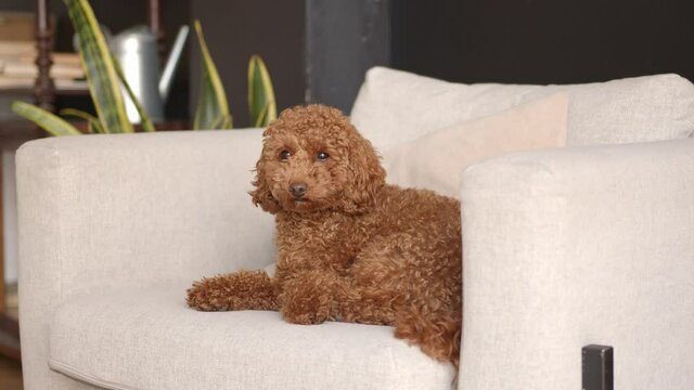 Puppy sitting and jumping off a white armchair in living room. Closeup of dog on a soft sofa with pillow, animal indoors. Concept of pet