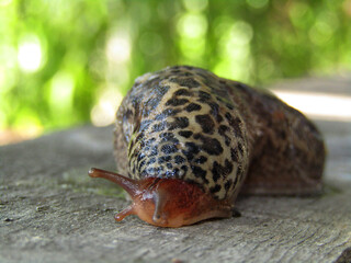 snail on a leaf