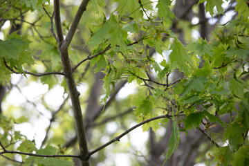Stocks of Trees and Clovers and Maple Seedlings