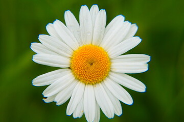 Fototapeta premium Margeriten Blüte