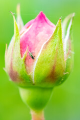 An aphid that eats the sap of a leaf on a rosebush