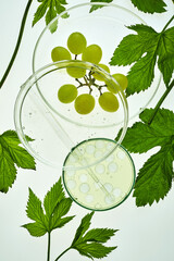 Abstract cosmetic laboratory. Organic bio cosmetic with grapes seeds oil and herbal ingredients....