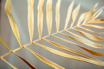 Golden palm tree leaf texture. Shiny golden tropical palm leaves on white background.