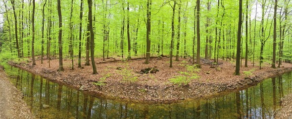 European beech forest in early spring with light green foliage reflecting in a water stream