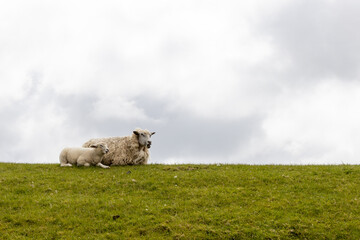 Sheep grazing on a green meadow that runs along the North Sea coast. Close-up of a sheep family with an overcast sky in the background and a green meadow on Sylt. Sheep grazing on a green meadow that 