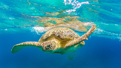Sea turtle swim in Red sea, Abu Dabbab beach, Marsa Alam, Egypt