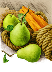 Still life pencil pears with rope