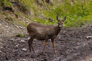 deer looking into the camera