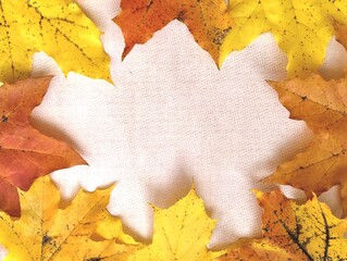 autumn maple leaves background wallpaper