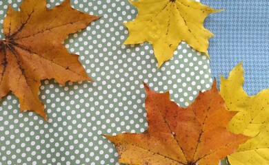 autumn maple leaves background wallpaper