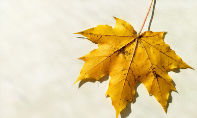 autumn maple leaves background wallpaper