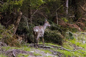 roe deer looking for food