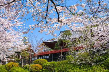 東京都台東区 上野公園、桜と清水観音堂