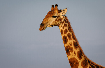 Portrait of a giraffe bull