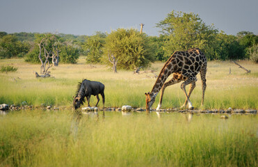 Fototapeta premium Waterhole scene in Etosha National Park