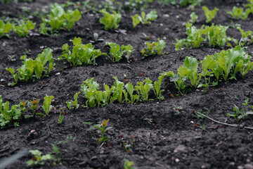 Growing a natural and healthy lettuce on the ground close-up. Agricultural industry.