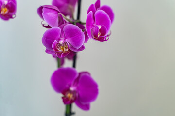 Fototapeta na wymiar Purple Orchids Flower white background.