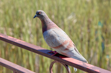 Close-up of urban pigeon bird perched on parapet in daylight sunlight