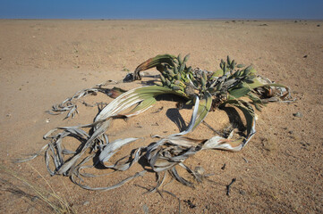 Obraz premium Welwitschia mirabilis