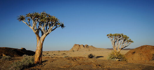 Quiver trees at Bludkopje