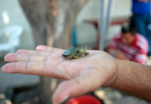 Tortugas salvajes beb&eacute;s que fueron rescatadas de un contrabando