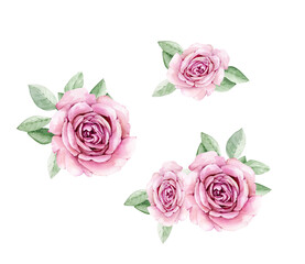 botanical set with watercolor roses isolated on white background, hand painted for design and greeting cards