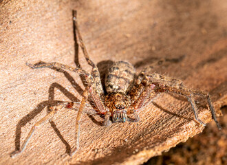 Jungle Huntsman Spider on a tree