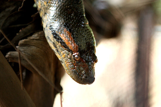 Una Anaconda posando sobre un arbol con una mirada aterradora
