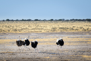 Male ostriches displaying