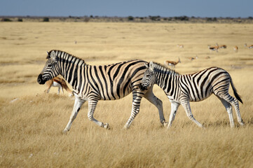 Zebra foal running with its mother