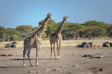 Giraffes and blue wildebeests at a waterhole