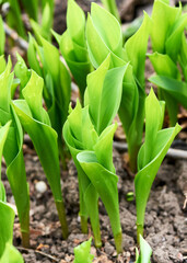 Obraz premium green sprouts of a beautiful flower in spring