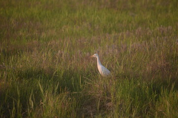 in search for the food