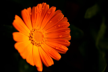 orange gerber daisy with water drop