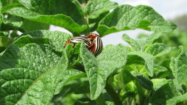 Colorado beetles mate on green potatoes