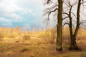 Fototapeta na wymiar Landscape with yellow field and trees under blue cloudy sky, leafless trees in the foreground.